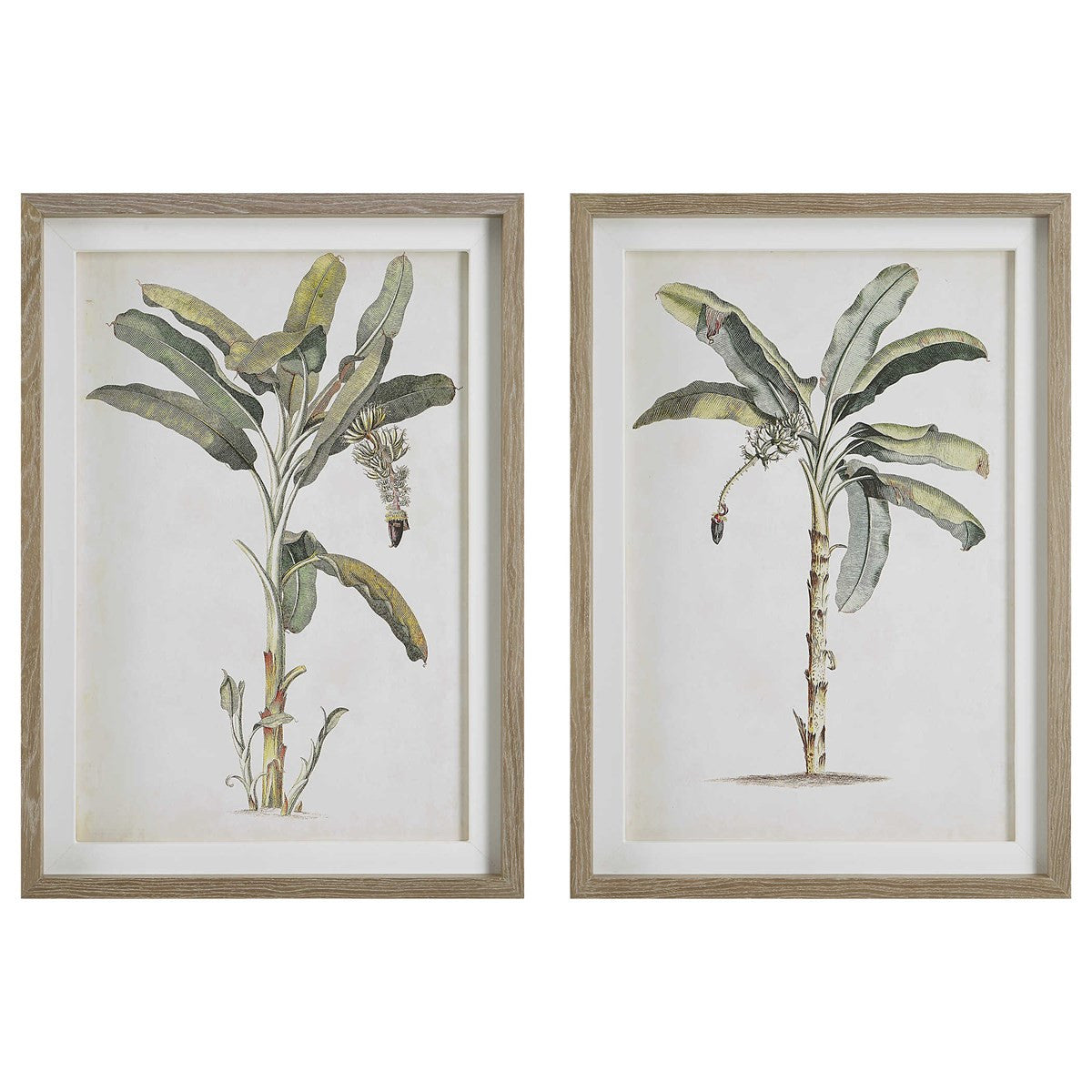 Uttermost Banana Palm Framed Prints Set/2 41446