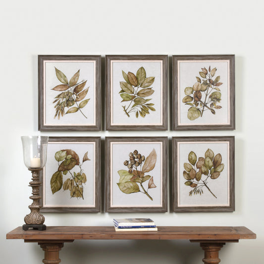 Uttermost Seedlings Framed Prints S/6 33643