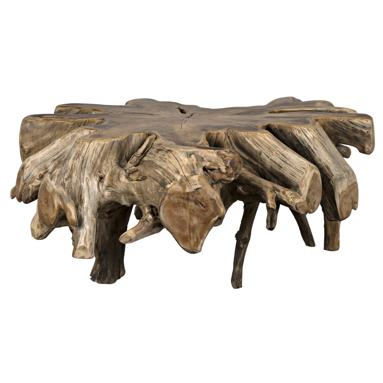 Noir Teak Root Coffee Table in Clear Coat Semi - Multilayered TEAK101