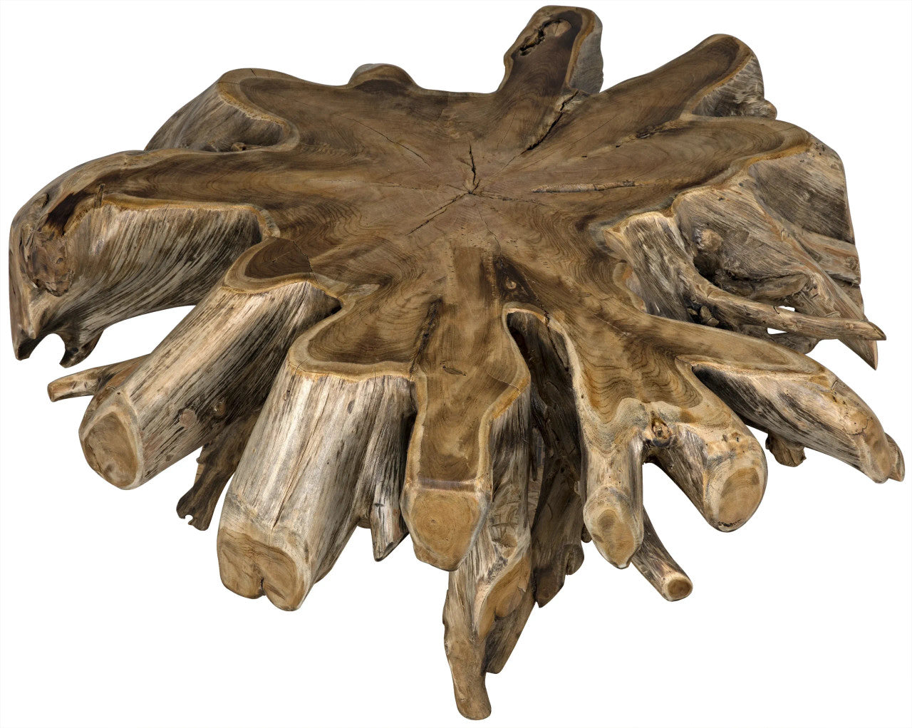 Noir Teak Root Coffee Table in Clear Coat Semi - Multilayered TEAK101